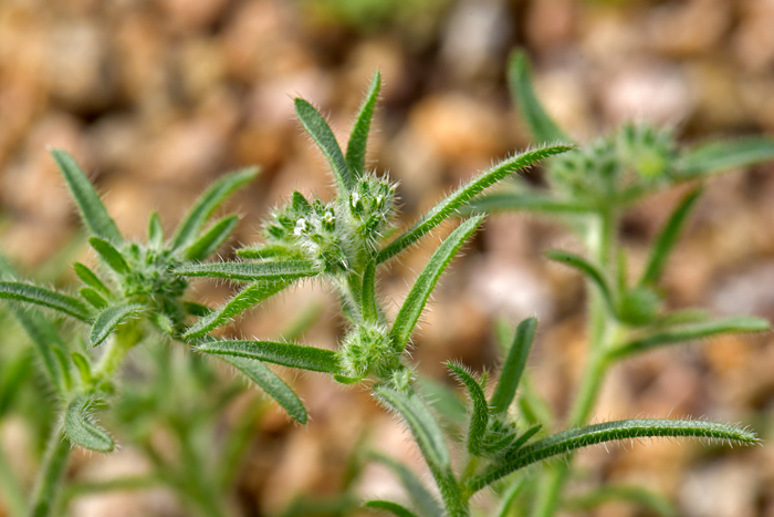 Panamint Cryptantha has green leaves arranged alternately along the slender stems. Note that the leaves are rough-hairy with bulbous-type attachments at their base. The leaves do not have a stem and are sessile. Johnstonella angustifolia, (=Cryptantha)